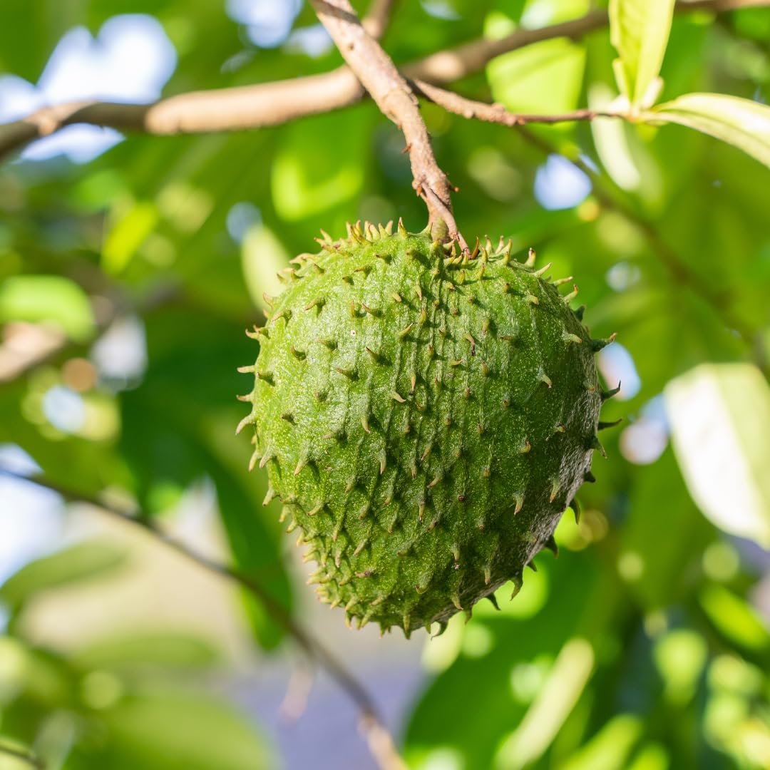 Brazilian Sour Sop / Brazilian Soursop (બ્રાઝિલિયન સાવર સોપ)